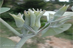 Rivea ornata